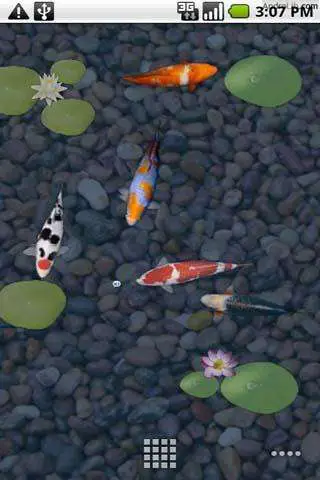 Download aniPet Koi Live Wallpaper for your Android Mobile phone and watch