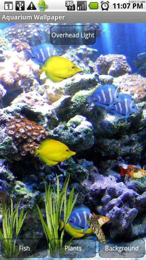 beautiful fishes wallpaper. brings Beautiful fish and