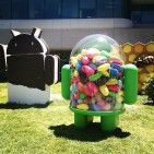 Jelly-Bean