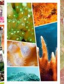 Photo_Collage