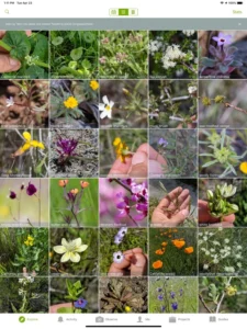 Screenshot of iNaturalist